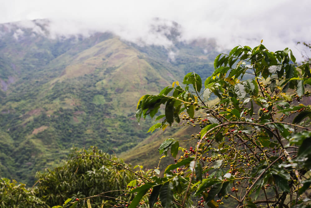 Best Peruvian Coffee-Arabica Beans